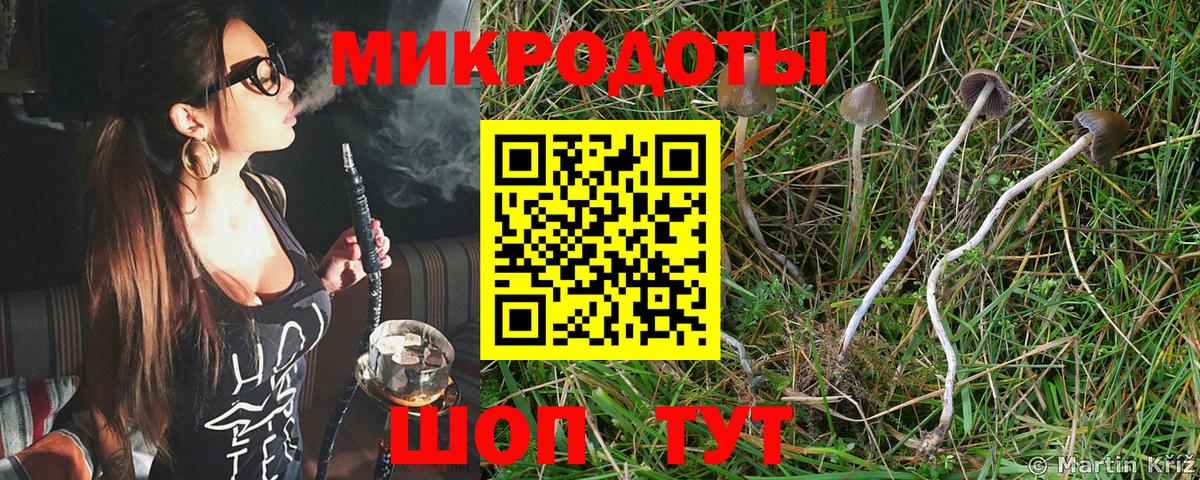 Псилоцибиновые грибы Cubensis  Россия 